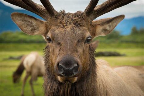 Anchorage: Alaska Wildlife Discovery Tour | GetYourGuide