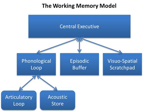 Working memory - Wikipedia