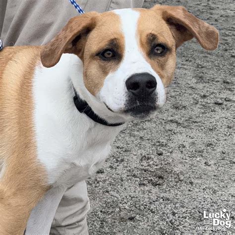 Dog for Adoption - Hope, a Labrador Retriever in Rockville, MD | Alpha Paw