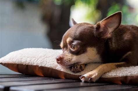 The A-Z List of 400 Cute, Sassy and Fun Chihuahua Names | All Things Dogs