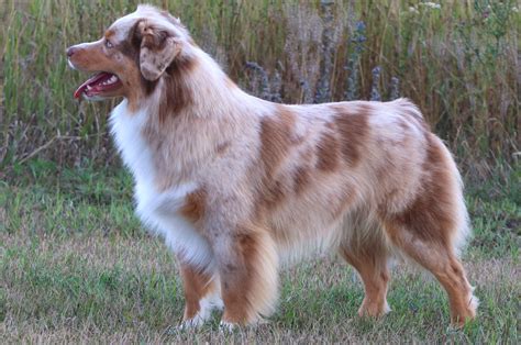 The Herding Dogs Breeds - Breed Profile, Facts, Images