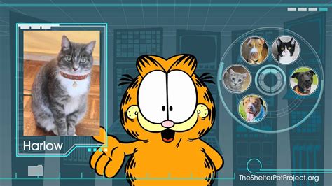 Garfield Says Adopt! - YouTube