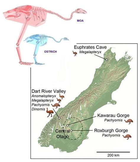 Extinct Giant Moa Bird Loses Weight, Strength,