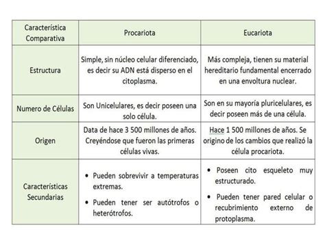 Cuadro Comparativo De Semejanzas Y Diferencias De La Celula Eucariota Y