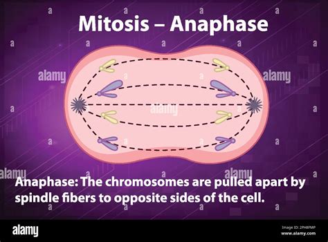 Process of mitosis anaphase with explanations illustration Stock Vector Image & Art - Alamy