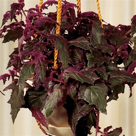 1-Quart Yellow Purple Passion Vine in Plastic Pot (L03877hp) at Lowes.com