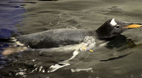 Flash the baby penguin gets its water wings at Birmingham Sea Life Centre - with pictures ...