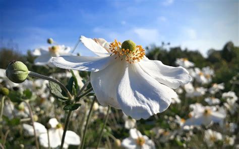 Japanese Anemone Flower Bud Autumn - Free photo on Pixabay - Pixabay