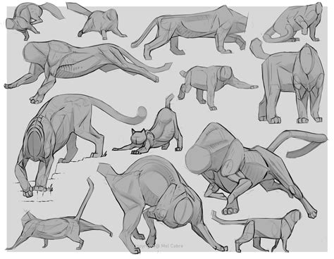 ArtStation - Feline Anatomy Reference