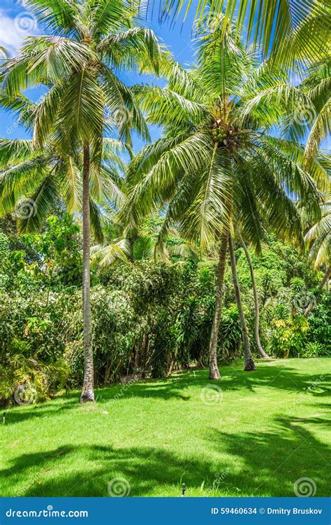 Coconut tree grove stock photo. Image of field, cloudy - 59460634