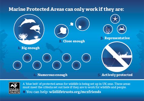 A network of marine protection needed to save our seas! - Tees Valley Wildlife Trust