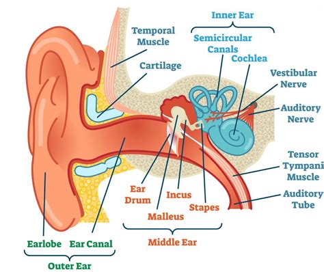 Diagram of the anatomy of the ear | Ear diagram, Human ear, Inner ear diagram