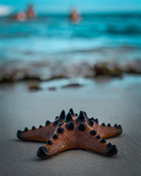 Brown Starfish on Beach Shore · Free Stock Photo