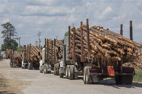 Logging industry, USA - Stock Image - C029/6857 - Science Photo Library