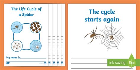 Life Cycle of a Spider Workbook - Science Resource - Twinkl