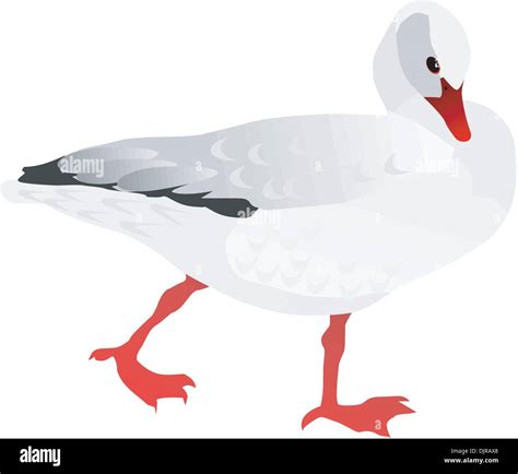 Vector drawing of white goose Stock Vector Image & Art - Alamy