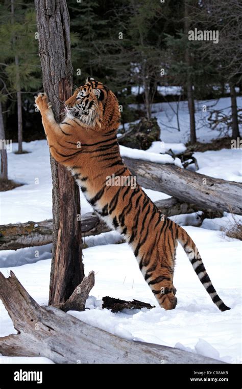 Siberian Tiger (Panthera tigris altaica), sharpening claws on tree, snow, winter, Asia Stock ...