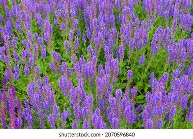 12,043 Meadow sage Images, Stock Photos & Vectors | Shutterstock