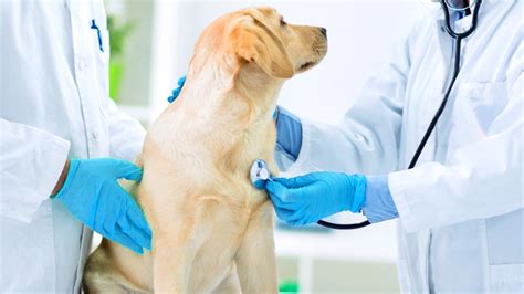 Get your pet's health check-up at Safari Vet Care Center - Safari ...