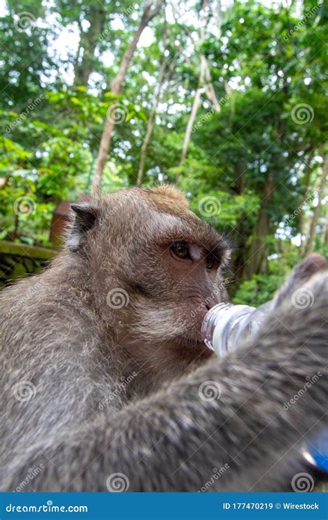 Vertical Closeup Shot of a Cute Monkey Drinking Water from a Plastic Bottle Stock Image - Image ...