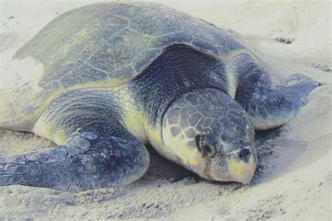 Kemps Ridley Sea Turtle l Truly Sad - Our Breathing Planet