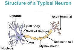 Axon hillock | Psychology Wiki | Fandom