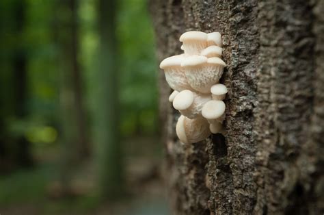 Young Oyster Mushrooms on a Tree — Todd Henson Photography