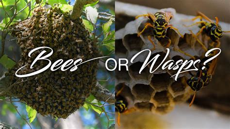 Honey Bee Hive vs. Wasp Nest: How to Identify the Difference