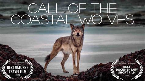 Call Of The Coastal Wolves - British Columbia sea wolf mini-documentary | Mini documentary ...