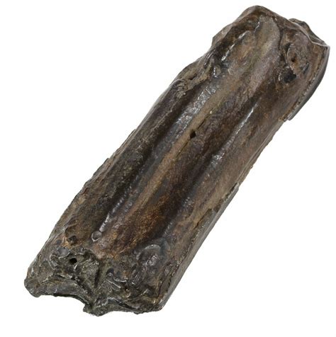 3" Pleistocene Aged Fossil Horse Tooth - Florida For Sale (#53164 ...