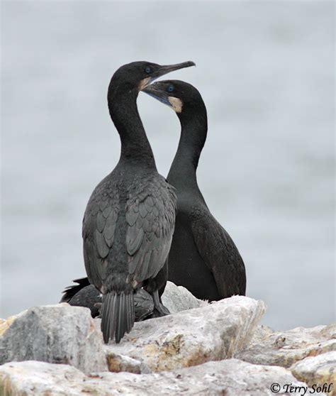 Brandt's Cormorant Photos - Photographs - Pictures