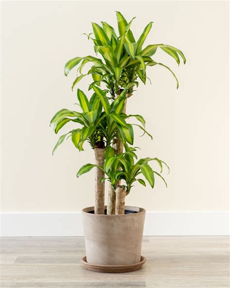 Buy Dracaena Fragrans 'Massangeana', Corn Plant Online