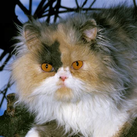 7 Types of Persian Cat - My Animals