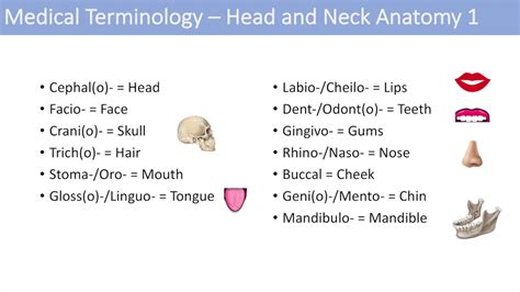 Medical Terminology And Anatomy