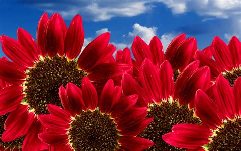 Free Wallpaper Of Flowers: Blooming Pure Red Sunflowers | Free Wallpaper World