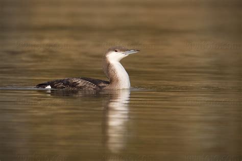 Photography - Bird | Wildlife | Nature - Christopher Taylor - Arctic Loon - San Simeon ...