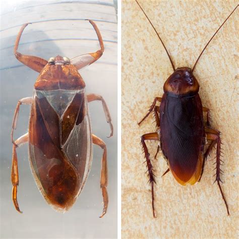 Water Bugs vs. Cockroaches: What's the Difference?