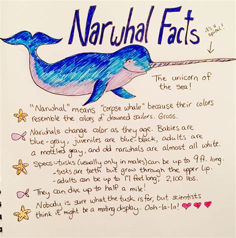 Puns & Trivia — Narwhal Facts because narwhals.