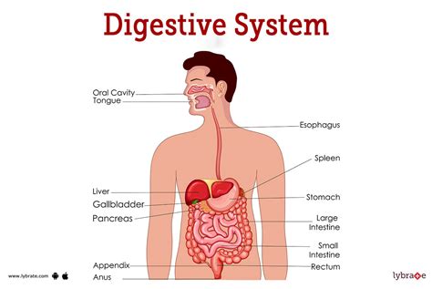 Digestive System (Human Anatomy): Picture, Functions, Diseases, and ...