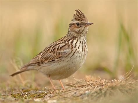 Woodlark Bird Facts (Lullula arborea) | Birdfact