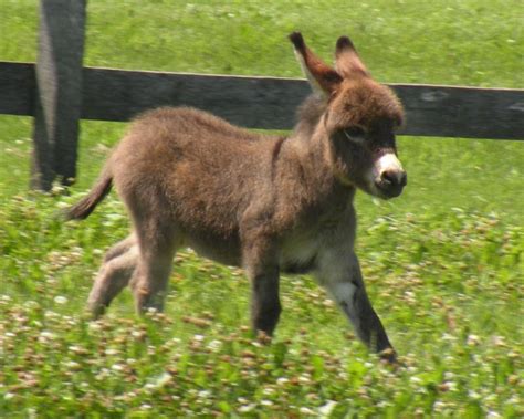 Donkey Baby - Donkeys Wallpaper (25772229) - Fanpop