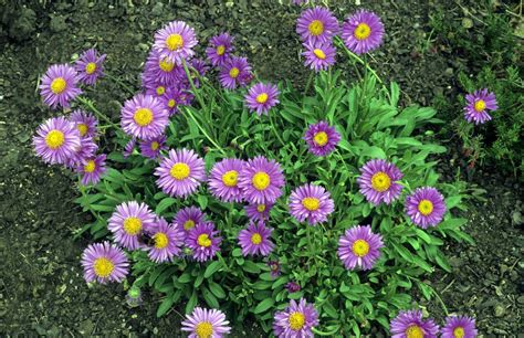 Grow Perennial Aster Flower Plants for Fall Blooms