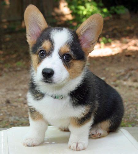 Pembroke Welsh Corgi puppy | Welsh corgi puppies, Pembroke welsh corgi ...