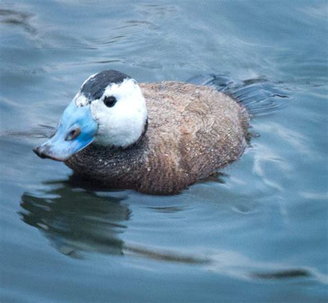 14 Hungarian wild animals that are worth the most - Daily News Hungary