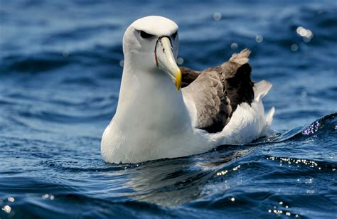 Study uncovers 4,000 years of foraging behavior among albatrosses ...