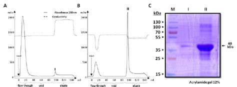 The expression and purification of P36 protein. | Download Scientific ...