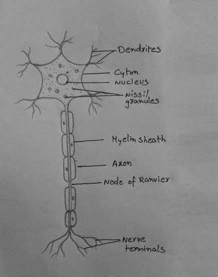 DRAW IT NEAT : How to draw a nerve cell ( Neuron)