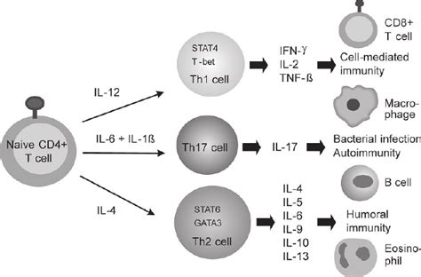 T-helper cell differentiation into Th1 and Th2 cells. Differentiation ...