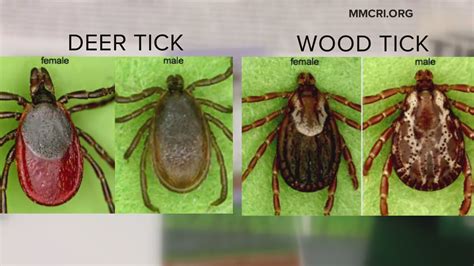 Dog ticks in Maine 2021 | newscentermaine.com