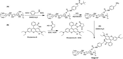 Correction: Labelling of N -hydroxysuccinimide-modified rhodamine B on ...